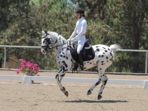 Amelia in white dressage attire executes a flying change an Appaloosa horse in an outdoor arena, framed by lush trees and blooming pink flora.