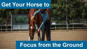 A person in a helmet and patterned shirt bends down to interact with a chestnut horse in an arena. Text reads, Get Your Horse to Focus from the Ground—discover essential ground training tips for better horse focus.