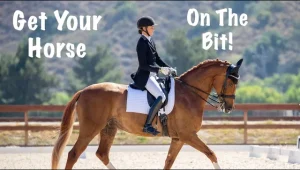 A rider in formal equestrian attire is riding a chestnut horse in an outdoor arena. The text says Get Your Horse On The Bit!—perfect inspiration for anyone passionate about horse training and mastering the art of getting your horse on the bit.