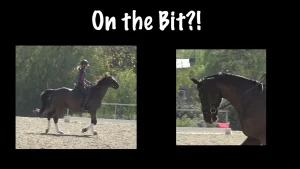 Two side-by-side images show a rider on a dark horse in an outdoor arena. The left displays the full pair; the right zooms in on the arched neck, illustrating what it means for a horse to be On The Bit. Text above reads, On the Bit?!.