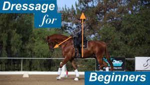 A rider practices beginner dressage on a chestnut horse in an outdoor arena, with text reading Dressage for Beginners and orange arrows showing the rider’s posture and the horse’s head position.