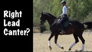 A person wearing a helmet enjoys horse riding as they pick up the correct canter lead on a dark horse in an outdoor arena. White text on the left reads, Right Lead Canter? The horse lifts its front right leg; trees and fencing fill the background.