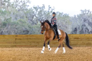 Amelia cantering Mik in the arena.