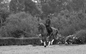 A person in riding gear and a helmet practices dressage training on a horse with protective leg wraps in an outdoor arena, surrounded by bushes and trees. The image is in black and white.