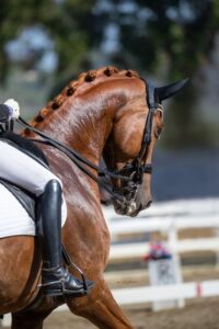 A close-up of a rider on a shiny chestnut horse with braided mane, wearing a bridle and white saddle pad during dressage training at an equestrian event. The blurred background features a white fence and lush greenery.