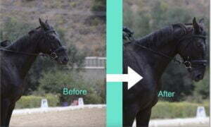 Side-by-side comparison of a dark horse labeled Before and After. In the After photo, the horse stands with a more arched, lowered neck after 30 Days to Round. A white arrow separates the two images.