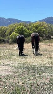 Two dark-colored horses stand side by side, grazing in a grassy field with green trees and mountains in the background under a clear blue sky—a scene as harmonious as a well-designed sales page template.