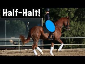 A rider in a helmet performs a half-halt on a chestnut horse with white leg wraps in an outdoor arena. Large text reads Half-Halt! at the top left. Trees and a glass wall are in the background.