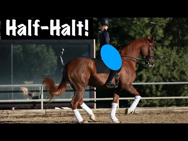 How to Half-Halt from your Thighs and Seat
