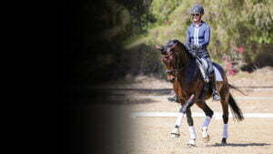 A person wearing a helmet and sunglasses rides a dark brown horse, both in equestrian gear, on a sandy outdoor arena with trees and greenery—perfect inspiration for any Rider Mindset Webinar.