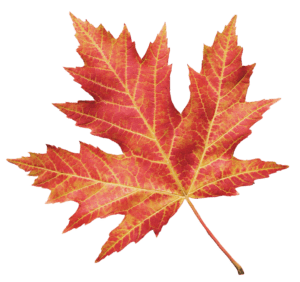 A single red maple leaf with yellow veins and serrated edges, displayed on a white background—perfect for Black Friday promotions or as a symbol of giving back this season.