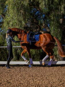 A person in riding gear leads a chestnut horse in an arena with a lunge line, practicing groundwork training. The horse wears a blue saddle pad and white leg wraps, with trees visible in the background.