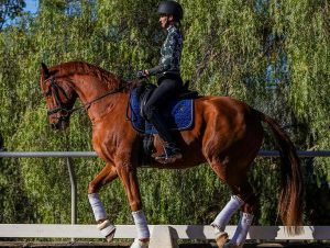 A person wearing a helmet rides a chestnut horse with a blue saddle pad. The horse, prepared for a Groundwork Masterclass, has white leg wraps and is trotting outdoors along a fenced riding arena with green trees in the background.