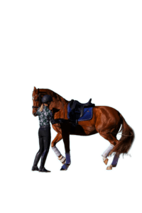 A person in equestrian gear stands beside a brown horse with a blue saddle on a white background, demonstrating essential groundwork as they guide or prepare the horse.
