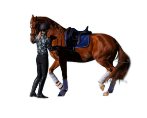 A person in riding gear, including a helmet and boots, leads a chestnut horse draped in a blue saddle pad and white leg wraps, showcasing precise groundwork training as the horse lifts one leg mid-step against a white background.