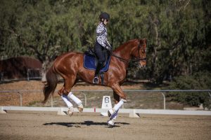 A rider in a helmet and patterned shirt performs flying changes during equestrian training on a chestnut horse with white leg wraps and a blue saddle pad in an outdoor arena, trees and a fence lining the Horse Riding Course.