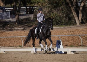 A person wearing a helmet rides a dark horse performing dressage in an outdoor arena, with trees and a fence in the background. As the horse passes the marker labeled “R,” it showcases poise worthy of Strides Enrollment.