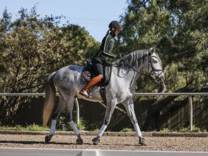 A person wearing a helmet and riding gear rides a gray horse with white leg wraps along a fenced outdoor arena, their rider position reflecting top form as sunlight filters through the trees—perfect for 2023 Rider Rankings.