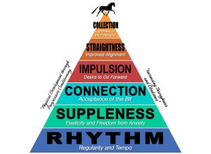 training scale masterclass lesson fundamentals