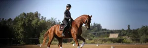 A person wearing a helmet and riding gear is engaged in dressage training on a chestnut horse in an outdoor arena, surrounded by trees under a clear blue sky.