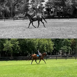 A split image shows a person riding a horse in an outdoor arena for the 30 Days to Round challenge. The top half is black and white; the bottom half is in color, both featuring green grass, trees, and a wooden fence in the background.