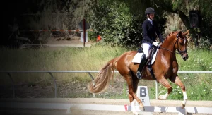 A rider in formal dressage attire guides a chestnut horse through a Dressage Show test in an outdoor arena, passing the B marker, with lush greenery and a fence in the background.