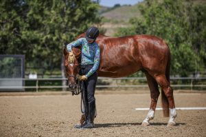 A person wearing a helmet and colorful long-sleeve shirt gently leans on a brown horse’s head in an outdoor riding arena, with trees and a fence in the background—perfect inspiration for our Free Groundwork Webinar.