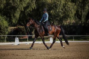 A person wearing a helmet and riding attire is riding a dark brown horse in an outdoor arena, with trees, dressage markers, and groundwork essentials visible in the background.