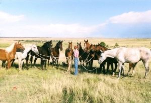 A person stands in a grassy field holding the reins of nine horses of various colors, demonstrating Groundwork Essentials amid open plains and a blue sky in the background.