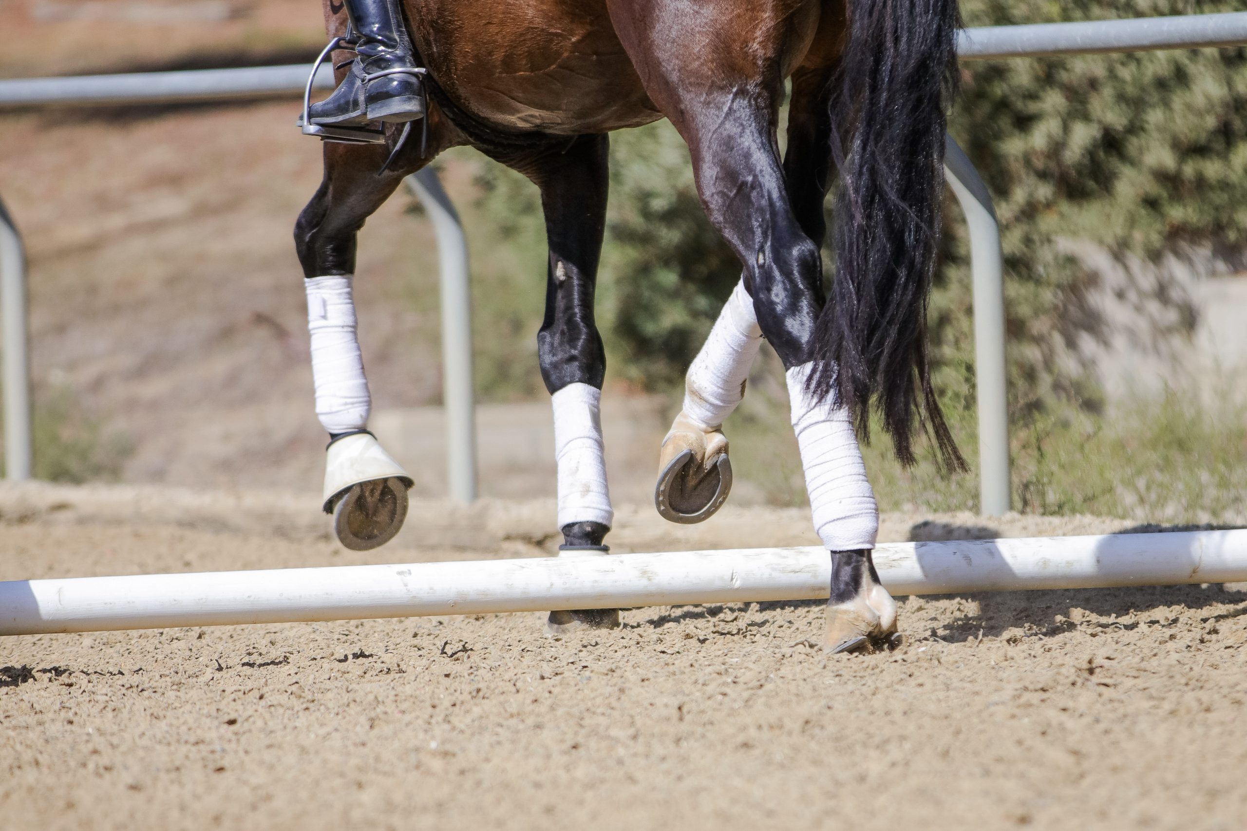 Legs of a dark bay horse trotting over a single pole.