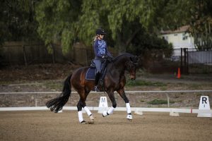 Amelia Newcomb riding a perfectly balanced canter on a dark bay dressage horse.