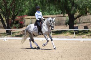 Amelia Newcomb riding a balanced canter on Mercurio.