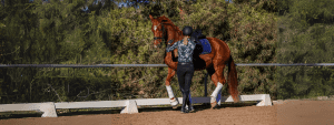 A person wearing a helmet and riding gear stands beside a chestnut horse with white leg wraps and a blue saddle pad, preparing for groundwork training in an outdoor riding arena surrounded by trees.