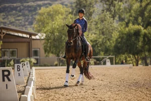 A person wearing a helmet rides a dark brown horse in a dressage arena, passing lettered markers on a sunny day with trees and a building in the background, tracking progress with the Strides app.