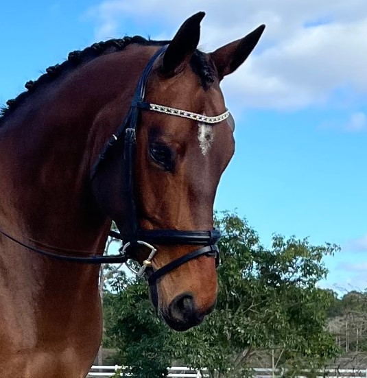 Dressage horse owned by online student Jacy.