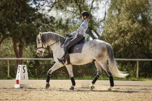Horse and rider practicing dressage trot