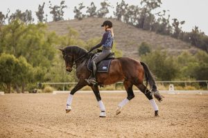A person wearing a helmet and riding gear is performing a sitting trot on a dark brown horse with white leg wraps in an outdoor arena, surrounded by trees and hills in the background.