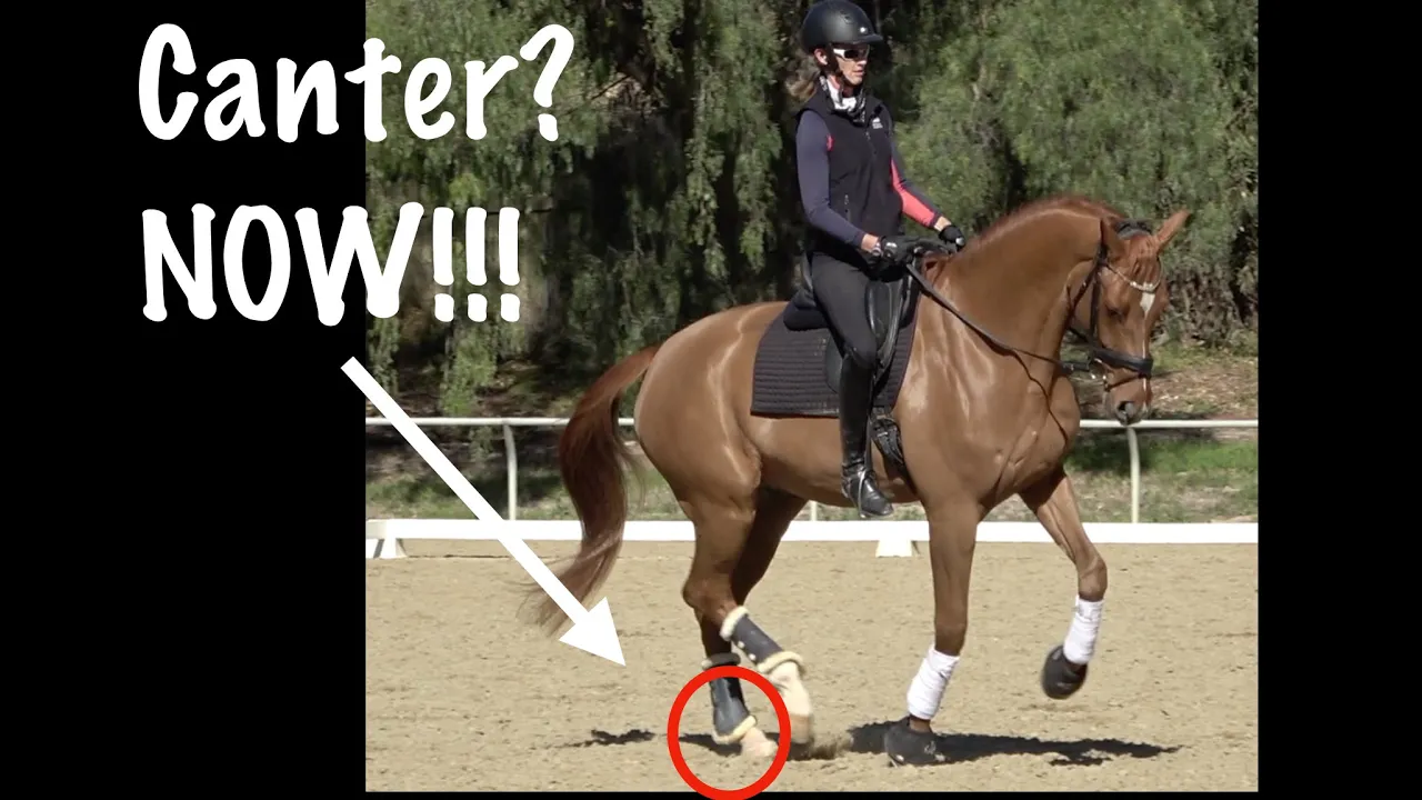 Amelia executing a canter transition, an arrow points out the hind limb when the horse transitions to canter.