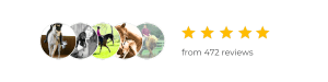 Amelia dressage training reviews