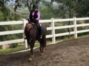 A person wearing a riding helmet and a purple shirt takes on the Sitting Trot Challenge, riding a brown horse inside an outdoor arena with a white fence and trees in the background.