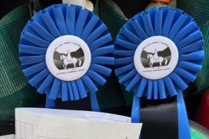 Two blue award ribbons with a horse emblem and text reading California Dressage Society sit side by side, celebrating success in the Sitting Trot Challenge, with papers partially visible in the foreground and green mesh material in the background.