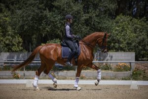 A person wearing a helmet, gloves, and riding attire is riding a chestnut horse in a sandy outdoor arena at Strides with Amelia, surrounded by greenery and flowers. The horse moves in an elevated trot, ready for 2026 enrollment opportunities.