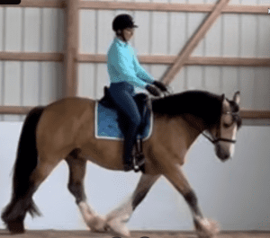 A person in a helmet and turquoise shirt rides a large bay horse with white markings indoors. The horse strides out gracefully in the arena during a 2024 Riding Bootcamp session.