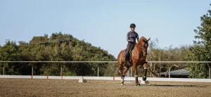 A person wearing a helmet and riding gear is riding a chestnut horse in an outdoor arena, performing a dressage maneuver that showcases the 2024 Training Scale. Trees and a clear blue sky are in the background.