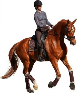 A person wearing a helmet and patterned shirt is riding a chestnut horse with a braided mane and protective leg wraps, trotting energetically outdoors. Perfect for your 2024 training scale—find more details on our Sale Page.