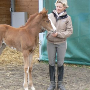 A person in a tan jacket and riding boots stands next to a young brown foal with a white face, gently holding its head in a stable strewn with straw—perfect for Training Scale Masterclass sessions in 2024.