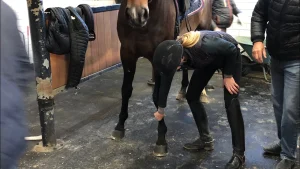 A person in riding gear examines a good horse’s front leg in a stable, with a few people and coats visible in the background—perhaps part of the horse buying process or helping someone find a horse.