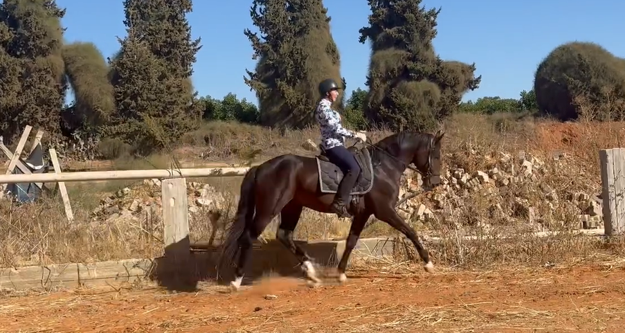 A person wearing a helmet and patterned shirt rides a dark brown horse along a dirt path, with tall trees and dry grass in the background.