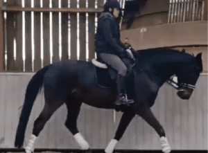 A person wearing a helmet and riding gear is riding a dark horse with white leg wraps inside an indoor arena with wooden walls and slats, practicing skills inspired by the Flying Changes Webinar.