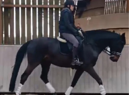 A person wearing a helmet and riding gear is riding a dark horse with white leg wraps inside an indoor arena with wooden walls and slats, practicing skills inspired by the Flying Changes Webinar.